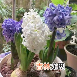 风信子花怎么养,风信子花怎么养风信子花如何养