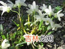 铁皮石斛粉的功效与作用,铁皮石斛有什么作用与功效