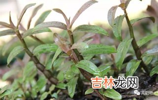 铁皮石斛粉的功效与作用,铁皮石斛有什么作用与功效