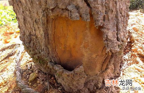 杨树树皮开裂是怎么回事,大家好请问杨树开裂这是什么病？