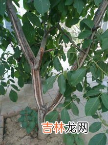 杨树树皮开裂是怎么回事,大家好请问杨树开裂这是什么病？