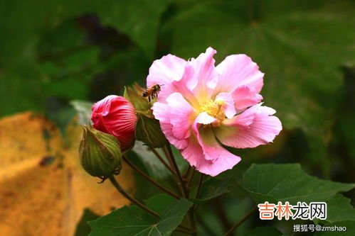 芙蓉花花语,芙蓉花的花语是什么