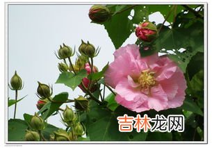 芙蓉花花语,芙蓉花的花语是什么