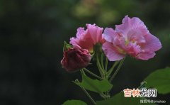 芙蓉花花语,芙蓉花的花语是什么