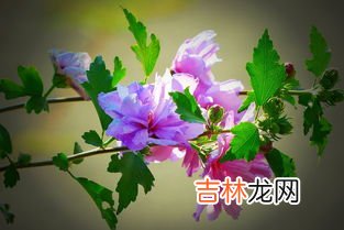 芙蓉花花语,芙蓉花的花语是什么