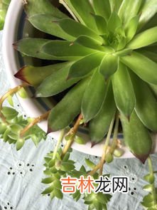 观音莲怎么养才能多头才长得好,多肉观音莲怎么养殖才能更旺盛