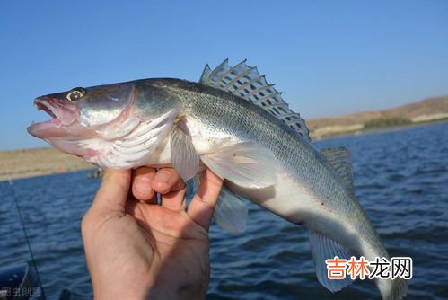 鲈鱼为何要少吃,鲈鱼的食用禁忌