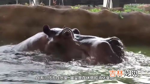 河马会游泳吗,河马会游泳吗?