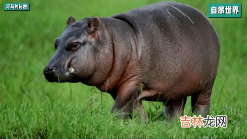 河马会游泳吗,河马会游泳吗?