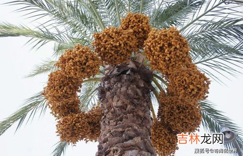 椰枣上那层皮能吃吗,椰枣表面油一层油,可以吃吗?