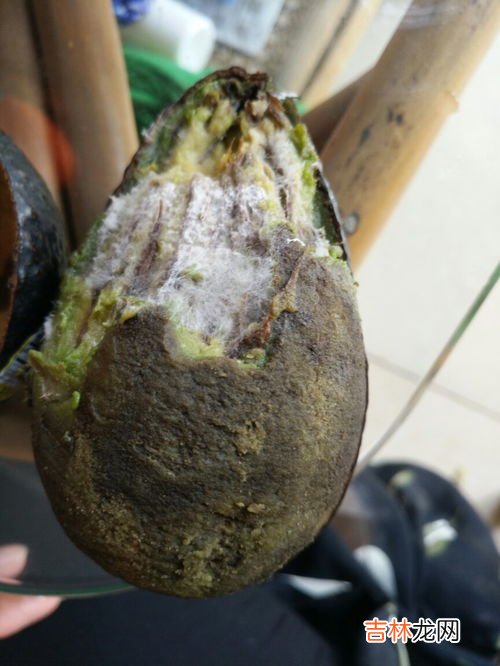 椰枣上那层皮能吃吗,椰枣表面油一层油,可以吃吗?