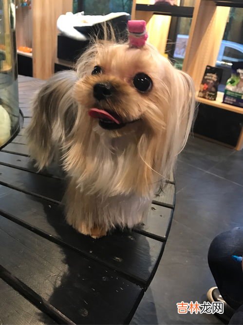 约克夏狗狗好养吗,约克夏好饲养易训练吗?