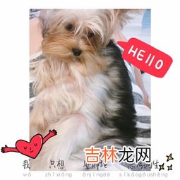 约克夏狗狗好养吗,约克夏好饲养易训练吗?