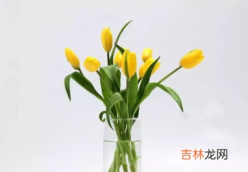 解读风雨兰的象征意义 风雨兰的花语和寓意,风雨兰花语象征与寓意