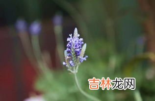解读风雨兰的象征意义 风雨兰的花语和寓意,风雨兰花语象征与寓意