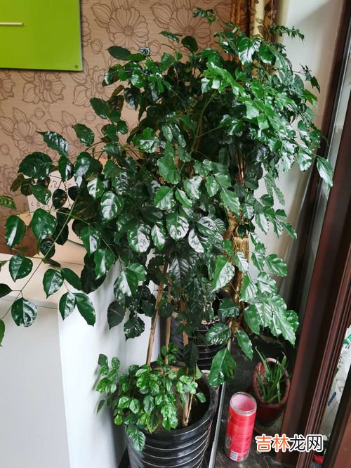 怎么把幸福树的叶子养的油绿黑亮,幸福树怎么养 四种方法让你的幸福树郁郁葱葱