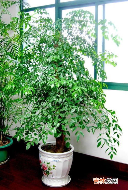 怎么把幸福树的叶子养的油绿黑亮,幸福树怎么养 四种方法让你的幸福树郁郁葱葱
