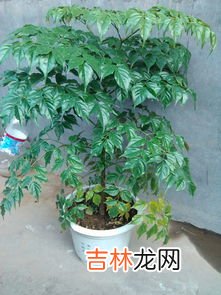 怎么把幸福树的叶子养的油绿黑亮,幸福树怎么养 四种方法让你的幸福树郁郁葱葱