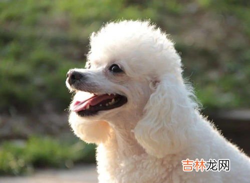 贵宾犬什么颜色最贵怎么挑选,怎样挑选贵宾犬