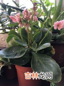 花种子要泡多久才能种,花种子怎么种