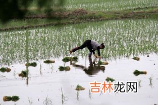 插秧是什么季节,农民什么季节插秧,什么季节收获