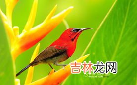 所有小鸟刚出壳时眼睛都是睁开的该说法是,雏鸟是什么意思