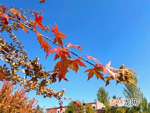 霜叶红于二月花是哪个季节,霜叶红于二月花是什么季节的?