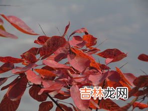 霜叶红于二月花是哪个季节,霜叶红于二月花是什么季节的?