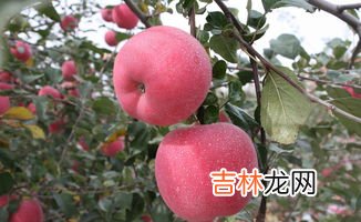 75mm苹果算大果吗,75果和80果哪个大