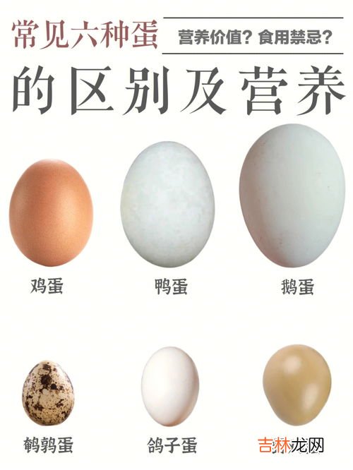 鸽子蛋营养价值,鸽子蛋有什么营养价值 吃鸽子蛋有什么功效