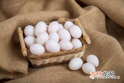 鸽子蛋营养价值,鸽子蛋有什么营养价值 吃鸽子蛋有什么功效