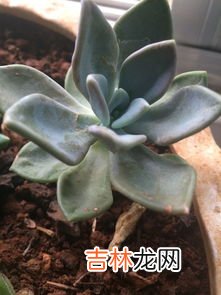 观音莲的花语,观音莲花语