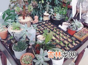 入宅不能买什么鲜花,朋友乔迁新居送什么好，哪些是忌讳的礼物