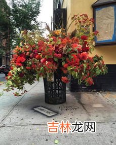 入宅不能买什么鲜花,朋友乔迁新居送什么好,哪些是忌讳的礼物