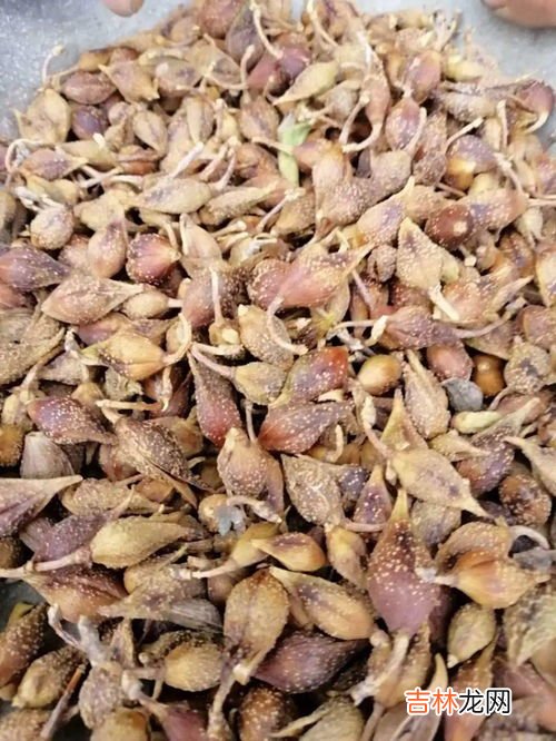 花肠怎么洗才能干净,花肠与大肠哪个好吃?