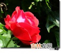 月季花是什么颜色,我们常见的月季花是什么颜色