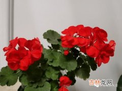 芙蓉花烂叶子怎么办,芙蓉花叶子快烂没了，怎么办