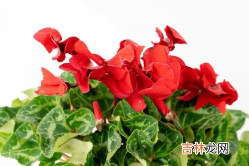 芙蓉花烂叶子怎么办,芙蓉花叶子快烂没了，怎么办