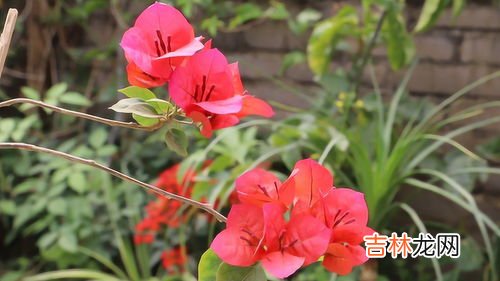 芙蓉花怎样养殖和施肥,芙蓉花怎么养 芙蓉花的养护技巧