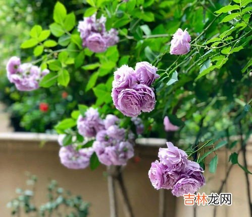 芙蓉花怎样养殖和施肥,芙蓉花怎么养 芙蓉花的养护技巧