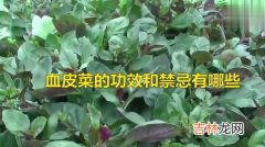 观音菜的功效与禁忌,观音菜的食用注意事项和禁忌介绍