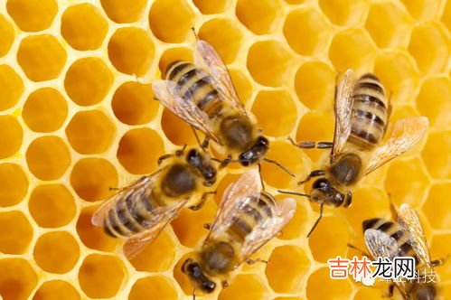 蜂胶的作用与功效吃法介绍,蜂胶的功效与作用及其食用方法