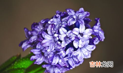 风信子花香有毒吗,风信子香味有毒吗