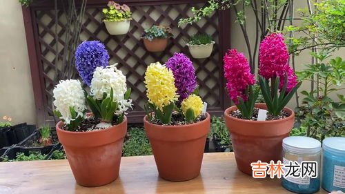 风信子花香有毒吗,风信子香味有毒吗