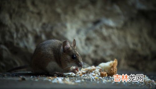 生耗子怎样清洗,生耗子怎样清洗