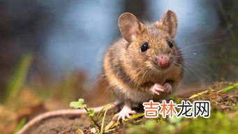 生耗子怎样清洗,生耗子怎样清洗