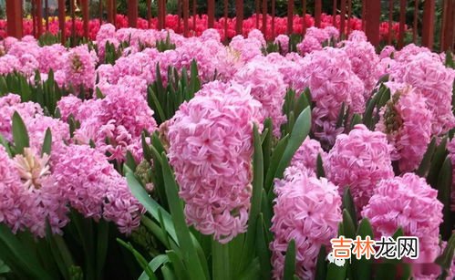 风信子的栽培方法,风信子怎么养？