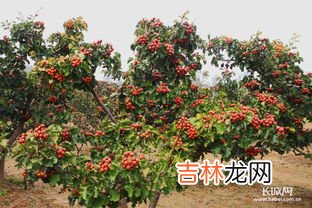 金棘红果粉是什么,沙芽红果饮适合多大孩子