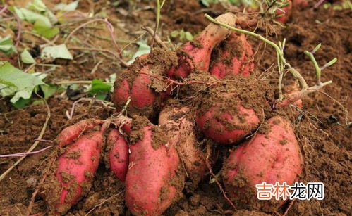 煮熟的红薯可以放几天,煮熟的红薯放冰箱冷藏可以保存几天?