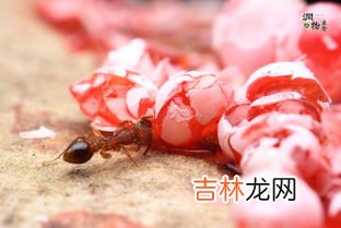 小红蚂蚁用什么可以彻底消灭,有没有彻底清除家里小红蚂蚁的方法?